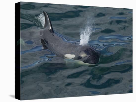 Orca, Frederick Sound, Alaska, USA-Joe & Mary Ann McDonald-Premier Image Canvas