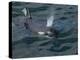 Orca, Frederick Sound, Alaska, USA-Joe & Mary Ann McDonald-Premier Image Canvas