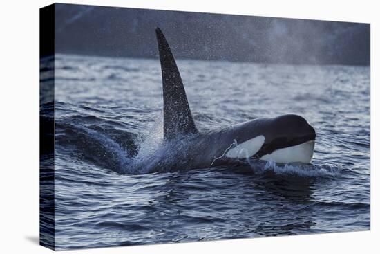 Orca - Killer Whale (Orcinus Orca) Surfacing, Senja, Troms County, Norway, Scandinavia, January-Widstrand-Premier Image Canvas