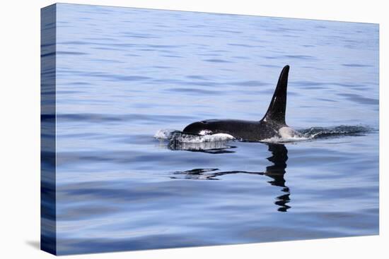 Orca Off the Coast of the Snaefellsnes Peninsula, Grundarfjordur, Iceland,-William Gray-Premier Image Canvas