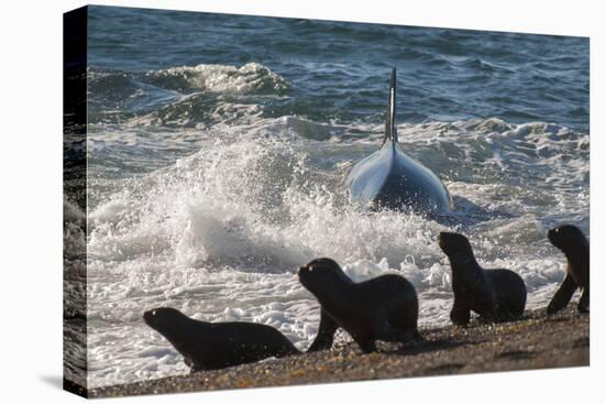 Orca (Orcinus Orca) Hunting Sea Lion Pups, Peninsula Valdez, Patagonia Argentina-Gabriel Rojo-Premier Image Canvas