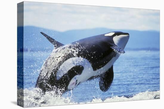 Orca Whale Breaching-null-Premier Image Canvas