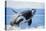 Orca Whale Breaching-null-Premier Image Canvas