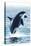 Orca Whale Jumping-Lantern Press-Stretched Canvas