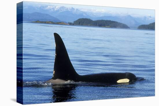 Orca Whale Male-null-Premier Image Canvas