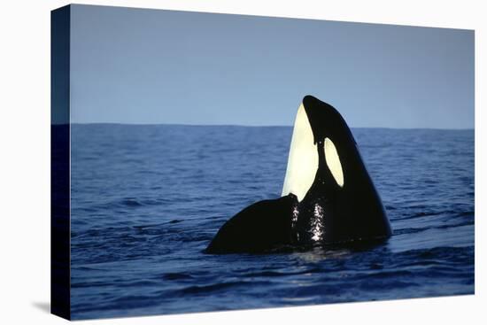 Orca Whale Spy Hopping-null-Premier Image Canvas