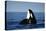 Orca Whale Spy Hopping-null-Premier Image Canvas