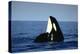 Orca Whale Spy Hopping-null-Premier Image Canvas