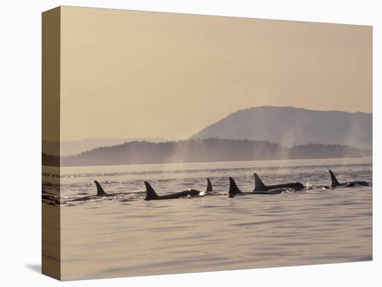 Orca Whales Surfacing in the San Juan Islands, Washington, USA-Stuart Westmoreland-Premier Image Canvas