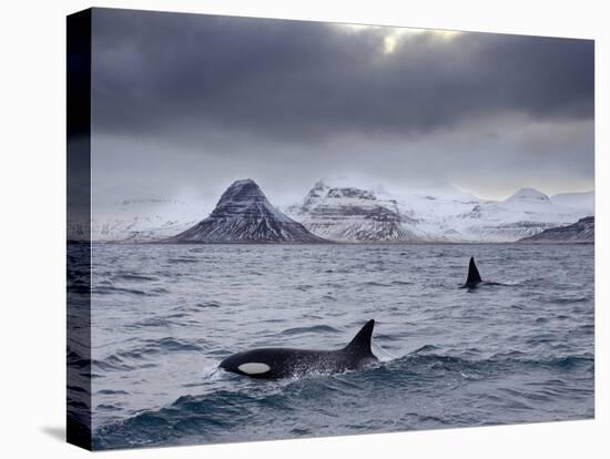 Orcas (Orcinus Orca) Pair in Sea Surrounded by Mountains, Iceland, January-Ben Hall-Premier Image Canvas