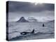 Orcas (Orcinus Orca) Pair in Sea Surrounded by Mountains, Iceland, January-Ben Hall-Premier Image Canvas