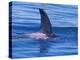 Orcha Fin, Orcinus Orca, Alaska, USA-Gavriel Jecan-Premier Image Canvas