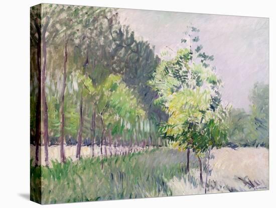 Orchard and Avenue of Trees (Oil on Canvas)-Gustave Caillebotte-Premier Image Canvas