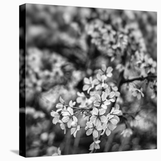 Orchard Blossoms-Alan Copson-Stretched Canvas