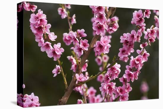 Orchard, Earnscleugh, Central Otago, South Island, New Zealand-David Wall-Premier Image Canvas