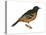 Orchard Oriole (Icterus Spurius), Birds-Encyclopaedia Britannica-Stretched Canvas