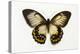 Orchard Swallowtail Butterfly Female, Wing Top and Bottom-Darrell Gulin-Premier Image Canvas