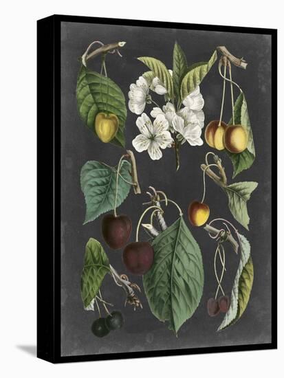 Orchard Varieties II-Vision Studio-Stretched Canvas