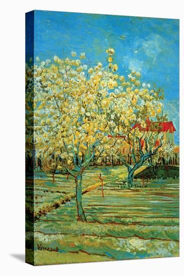 Orchard with Cypress by Van Gogh-Vincent van Gogh-Stretched Canvas