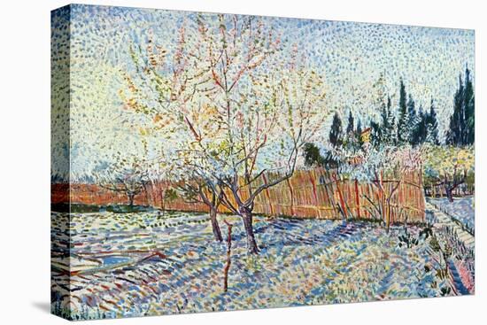 Orchard-Vincent van Gogh-Stretched Canvas