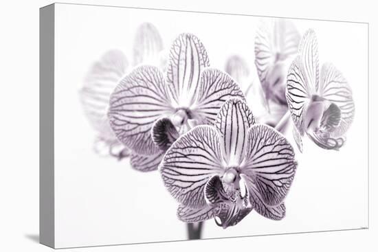 Orchid-2017-31bw-Gordon Semmens-Premier Image Canvas