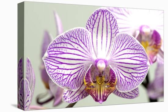 Orchid-2017-32-Gordon Semmens-Premier Image Canvas