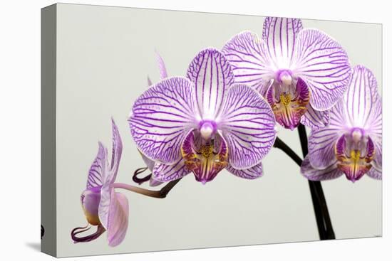 Orchid-2017-33-Gordon Semmens-Premier Image Canvas
