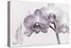 Orchid-2017-33bw-Gordon Semmens-Premier Image Canvas