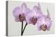 Orchid-2017-34-Gordon Semmens-Premier Image Canvas