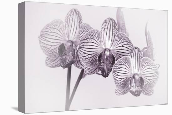 Orchid-2017-34bw-Gordon Semmens-Premier Image Canvas