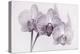 Orchid-2017-34bw-Gordon Semmens-Premier Image Canvas