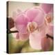 Orchid Affair-Marlana Semenza-Stretched Canvas