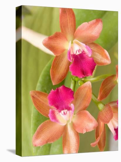 Orchid Blooms in the Spring, Thailand-Gavriel Jecan-Premier Image Canvas