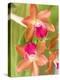 Orchid Blooms in the Spring, Thailand-Gavriel Jecan-Premier Image Canvas