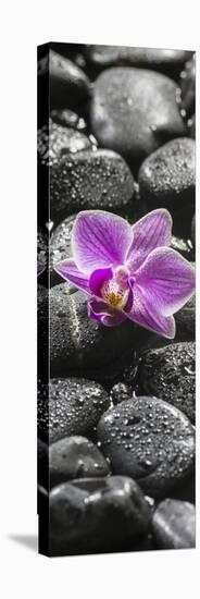 Orchid Blossom on Black Stones-Uwe Merkel-Premier Image Canvas