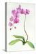 Orchid Botanical, 2013-John Keeling-Premier Image Canvas