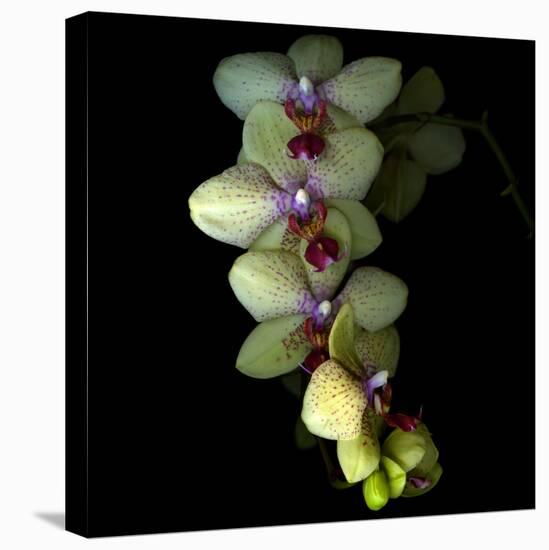 Orchid Cascade-Magda Indigo-Premier Image Canvas