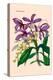 Orchid: Cattleya Harrisoniae-William Forsell Kirby-Stretched Canvas