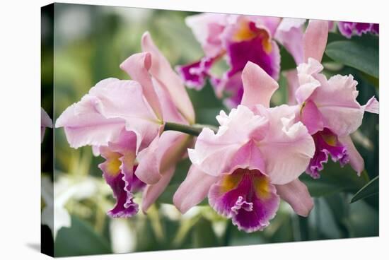 Orchid (Cattleya Sp.)-Maria Mosolova-Premier Image Canvas