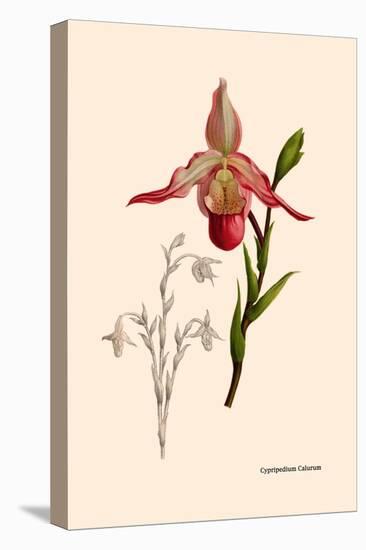 Orchid: Cypripedium Calurum-William Forsell Kirby-Stretched Canvas