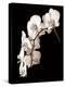 Orchid Dance II-John Rehner-Stretched Canvas
