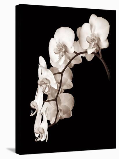 Orchid Dance II-John Rehner-Stretched Canvas