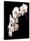 Orchid Dance II-John Rehner-Stretched Canvas