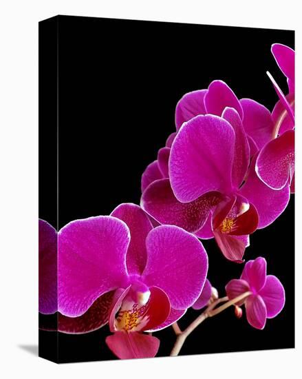Orchid Essence I-Monika Burkhart-Stretched Canvas