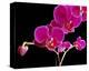 Orchid Essence II-Monika Burkhart-Stretched Canvas