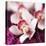 Orchid Flower-David Munns-Premier Image Canvas