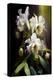 Orchid Flowers I-Vivienne Dupont-Stretched Canvas