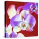 Orchid Flowers-Johnny Greig-Premier Image Canvas