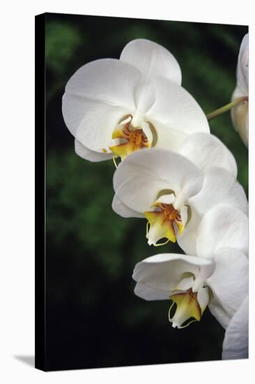 Orchid Flowers-Duncan Smith-Premier Image Canvas
