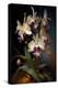 Orchid Flowers-Vivienne Dupont-Stretched Canvas